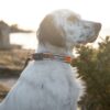 Non-Stop-Non-Stop-Dogwear-Roam-Collar--Nuten-Sport-7